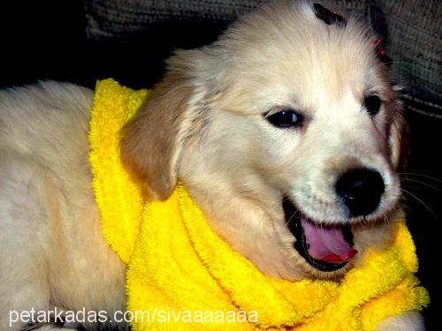 Şİva Dişi Golden Retriever