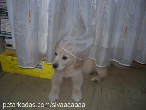 Şİva Dişi Golden Retriever