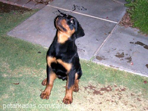 carlos Erkek Rottweiler