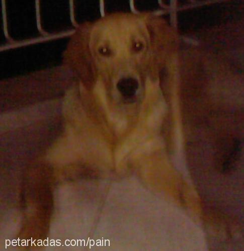 kaptan Erkek Golden Retriever