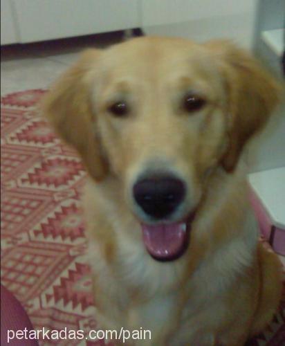 kaptan Erkek Golden Retriever