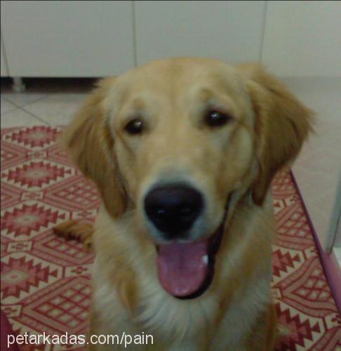 kaptan Erkek Golden Retriever