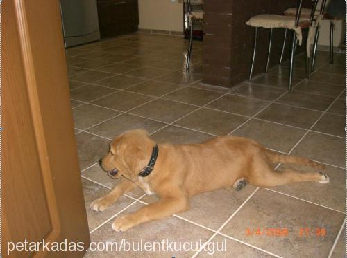 buse Dişi Golden Retriever