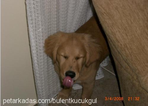 buse Dişi Golden Retriever