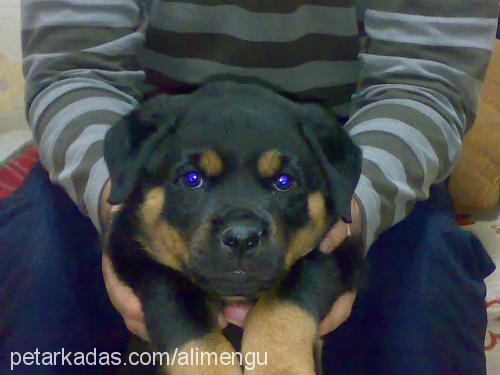 reİs Erkek Rottweiler