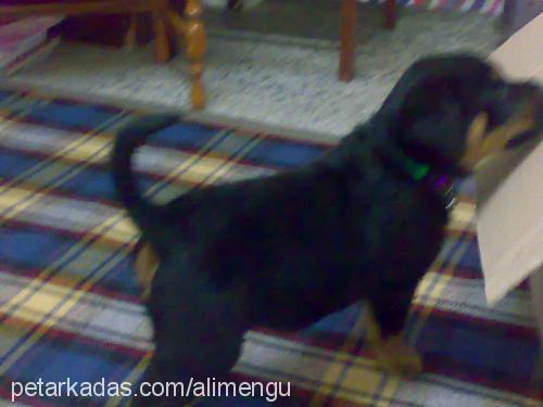 reİs Erkek Rottweiler