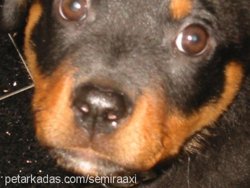 axi Dişi Rottweiler