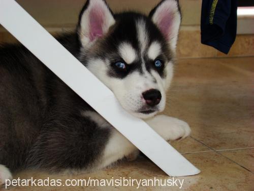 mavi Erkek Sibirya Kurdu (Husky)