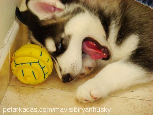 mavi Erkek Sibirya Kurdu (Husky)