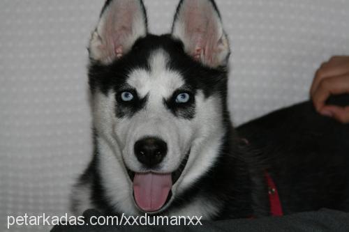 shiva Dişi Sibirya Kurdu (Husky)