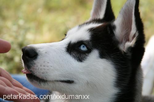 shiva Dişi Sibirya Kurdu (Husky)