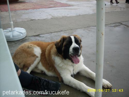 efe Erkek St. Bernard (Saint Bernard)