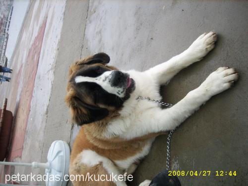 efe Erkek St. Bernard (Saint Bernard)