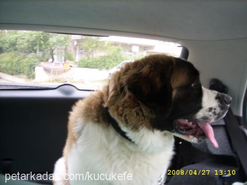 efe Erkek St. Bernard (Saint Bernard)