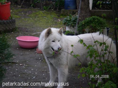 max Erkek Samoyed