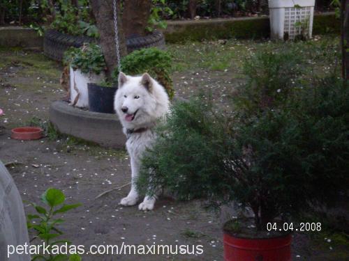 max Erkek Samoyed