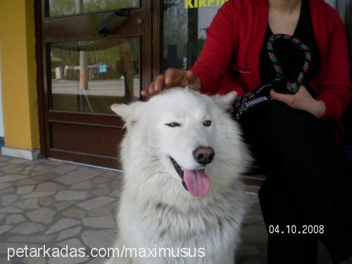 max Erkek Samoyed