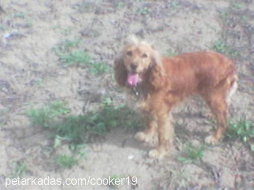 goldie Dişi İngiliz Cocker Spaniel