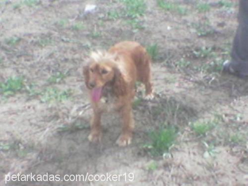 goldie Dişi İngiliz Cocker Spaniel