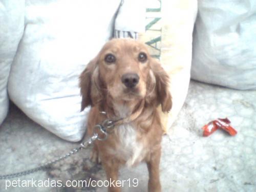 goldie Dişi İngiliz Cocker Spaniel