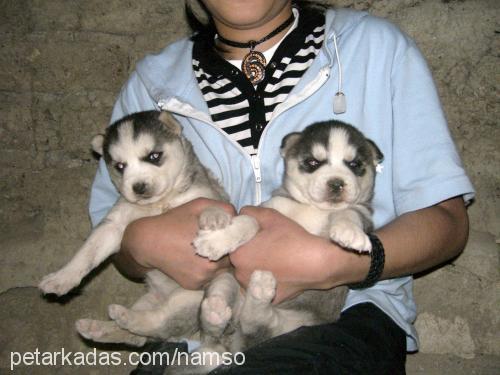 beter Dişi Sibirya Kurdu (Husky)