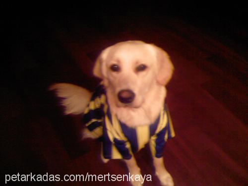 Şenky Erkek Golden Retriever