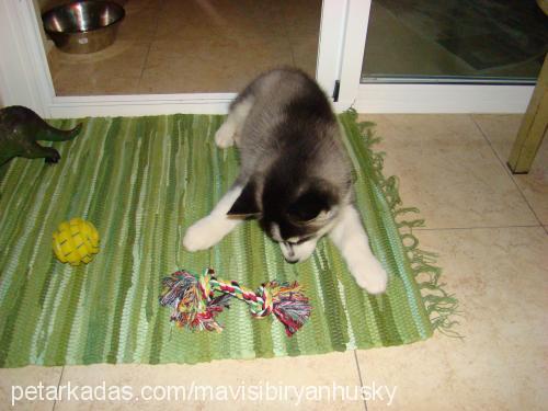 mavi Erkek Sibirya Kurdu (Husky)