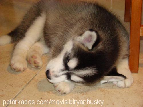 mavi Erkek Sibirya Kurdu (Husky)