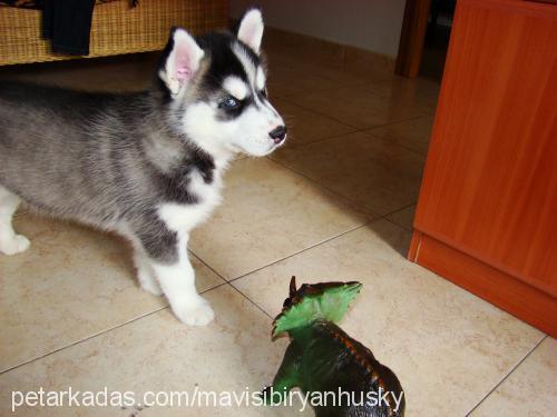 mavi Erkek Sibirya Kurdu (Husky)