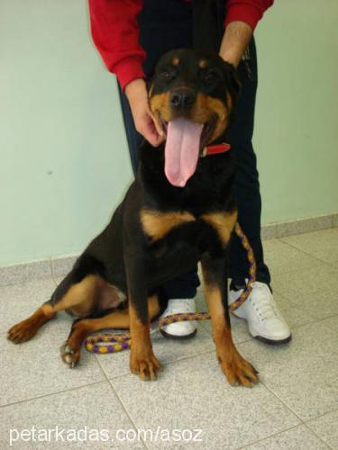 alex Erkek Rottweiler