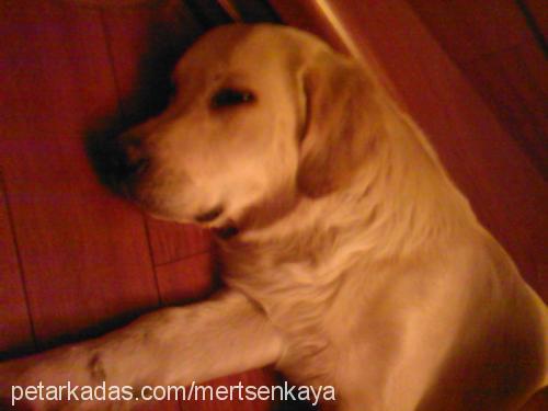 Şenky Erkek Golden Retriever