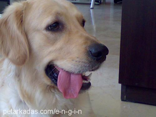 daisy Dişi Golden Retriever