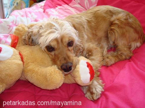 maya Dişi Amerikan Cocker Spaniel