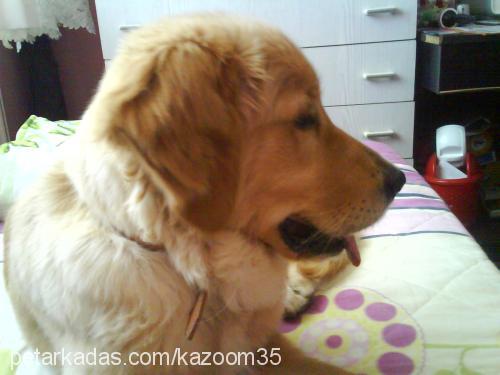 bal Dişi Golden Retriever