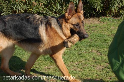 eddie Erkek Alman Çoban Köpeği