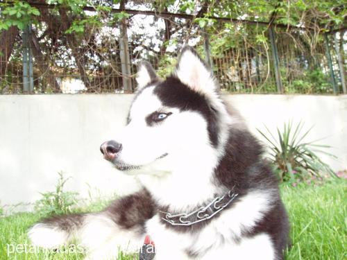 agatha Dişi Sibirya Kurdu (Husky)