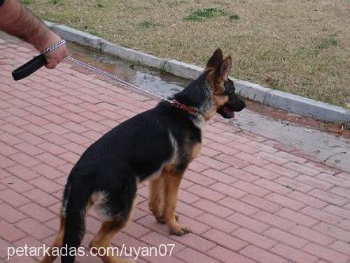 daİsy Dişi Alman Çoban Köpeği