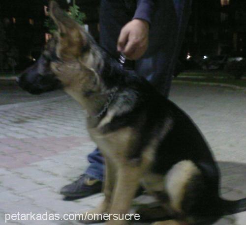 sucre Erkek Alman Çoban Köpeği