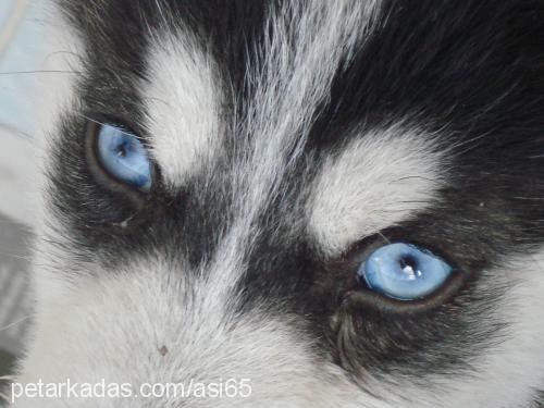 asİ Erkek Sibirya Kurdu (Husky)