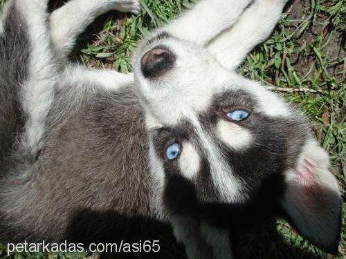 asİ Erkek Sibirya Kurdu (Husky)