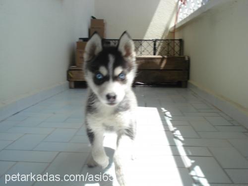 asİ Erkek Sibirya Kurdu (Husky)