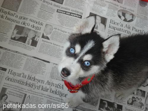 asİ Erkek Sibirya Kurdu (Husky)