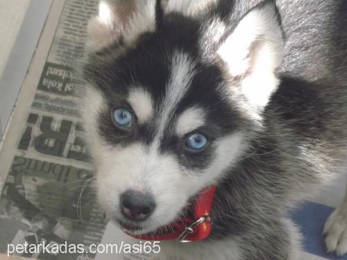 asİ Erkek Sibirya Kurdu (Husky)