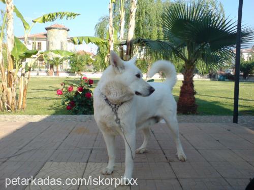 angel Dişi Alman Çoban Köpeği