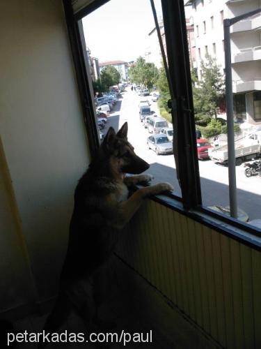 lady Dişi Alman Çoban Köpeği