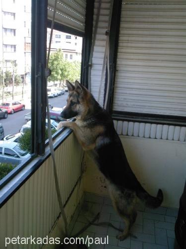 lady Dişi Alman Çoban Köpeği