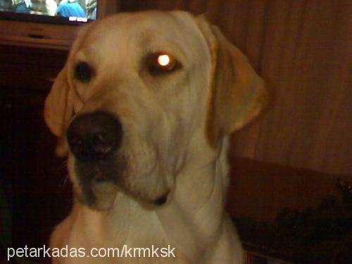 barut Erkek Labrador Retriever