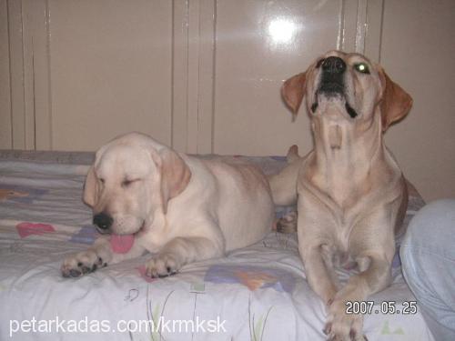 barut Erkek Labrador Retriever