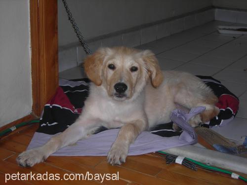 nİna Dişi Golden Retriever