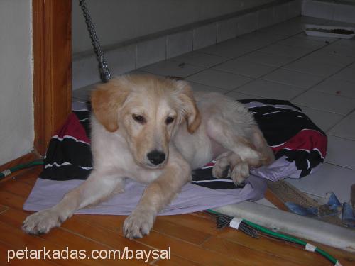 nİna Dişi Golden Retriever